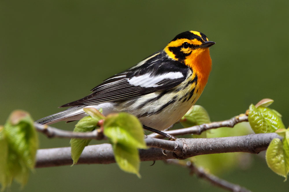 Blackburnian Warbler © Russ Chantler